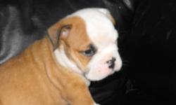 English Bulldog pups adorable wrinkly boys
and girls available ,vet checked ,vaccinations
up to date,identification chip,and health
guarantee