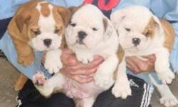 English Bulldog pups wrinkley boys and
girls available ,vaccinated,vet checked
dewormed ,micro-chipped ,also health
guarantee