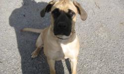 We have a really cute loving energetic English Mastiff puppy for sale.
She is fawn with a black mask. Good weight and size for her age.
 
She is 10 months old.
 
She has not been fixed and has her shots. She is healthy and well mannered.
 
We are looking
