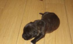 English Mastiff Pups for sale..mom is on sight..weighs 140 lbs. Dad is from the Valley, he weighs 140  lbs..both have more growing to do. Both mom and dad are well socialised and great with people and kids.Mom and Dad both have been brought up around