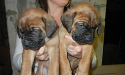 Litter of 7 beautiful Mastiff puppies. 4 males, 3 females. Pictures taken at 4 weeks of age. Pups will be vet checked, vaccinated, dewormed & ready to go at eight weeks. Pups are fawn & apricot color. Both parents have beautiful markings & excellent