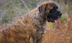 we have a litter of english mastiffs due end oct. and have 2 places left on out waitlist to bring us up to 8 we are expecting a litter of 10+ according to ultrasound. we have been breeding english for a few years now and have produced big healthy happy