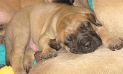 3 male English Mastiff puppies:    1 brindle  2 fawn
Purebred and registered    Ready for their new homes after December 27th
Parents are both therapy dogs which speaks for their excellent temperaments which are always passed on to their offspring.
Dam