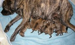 These puppies are raised in our home with our family. They will come with Dew claws removed, full health check and first vaccines. They will be ready for new homes Feb 11, 2012. 6 Brindle, 4 Fawn. 7 males and 3 females. A $200 non refundable deposit is