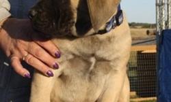 Absolutely Gorgeous
English Mastiff Puppies
 
12 weeks old, first shots and deworming done
 
Males and females
black masked fawns, Apricots and Silver Fawns
 
Excellent temperments and are well socializd to children, other dogs, small livestock
 
please