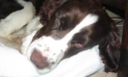 1 yr old male springer spaniel.
White and brown.
All vaccines up to date
Neutered
Licensed
 Dixon is a one yr old very very active little boy. Needs ONE owner as he attaches himself to ONE person. Needs to be in a home with no other dogs or cats, as he