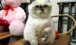 Gorgeous Exotics short hair, Himalayans, Persians kittens in RARE Solid Chocolate, Solid Lilac, Solid Blue, Solid Black, Color points and other colors!! Purebred, registered with CFA, CCA.
Kittens are de-wormed and trained to any cat's food (soft/dry),