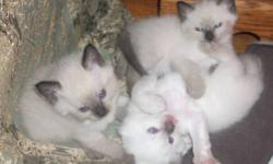 HH Saki Munro (Traditional Seal Point Balinese) and Lucy in the Sky (Traditional Lilac Point Siamese) of Mirabelle Cattery have had kittens! A rare Lilac point Boy and 2 Seal point Girls will be available at 8 weeks old but we are taking deposits now.