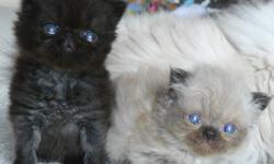 We have 2 healthy beautiful extreme face babies Persians male (black or black smoke)kittens,and 1 extreme face seal point himalayan male kitten. They will come litter trained, vet checked, first shots and a little Royal Canin kitten starter kit. Father -
