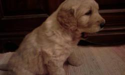 There are three males and two females available, and they are hypoallergenic and practically non-shedding. Their mother is a very friendly, affectionate, 54 lb golden retriever, and their father is a dignified, white, 62 lb standard poodle. They will be