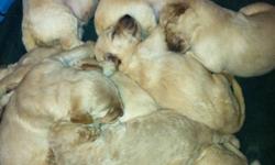 We are pleased to announce the safe arrival of 9 goldendoodle puppies born Sept 14th. Puppies will be ready to go home the 9th of November. The puppies are raised in our home and are well socialized with children, other dogs, and cats. We strive to breed