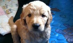 We have a litter of goldendoodles that range from dark gold to blonde. Both sexes are available and have had their first vaccines and have been wormed 3 times. The puppies are born in our livingroom and are raised in our home with lots of love and