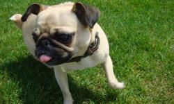 Piglet is a beautiful 2 year old fawn pug. She is house trained, spayed and her needles are all up to date. Great family dog who loves to cuddle. We are very sad to see her go, but unfortunately she does not get along well with our cats.
Comes with leash,