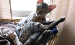 Female bengal forsale ... asking $500.00 she is 16 months old very beautiful markings mom & dad onsite to see  .... please contact if serious ..I will forward phone number.