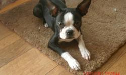 5 1/2 month old female Boston Terrier Pupply for Sale
 
Excellent Christmas Gift
 
We are looking for her forever home.  With our schedule she is not getting the attention she needs.  She has been around young children and other dogs and gets along with