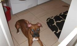 hi im selling my boxer shes 5 and half month old , really smart really good dog good with kids fun to play with pleasecontact 7057705679 thank you