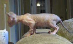 Looking for the cat in the Austin Powers movies? We have a female registered Canadian Sphynx available. Parents registered with TICA and will she will come with all age-appropriate kitten vaccianations. We also offer a genetic health guarantee. This