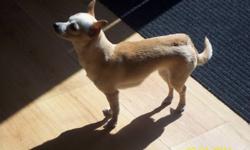 We are selling our female chihuahua, her name is princess, she`s around 5lbs. she has been raised around other animals, and children.. She will be 3 years old on Nov,30.. We want her to go to a good home, were she will get lots of love and attention.. If