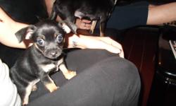 hi i have a female chihuahua for sale she is very playful n loves other animals. currently being liter trained. and will not have shots. if interested give me a call or e-mail and i will get back to you asap.. thanks n have a nice day :)
