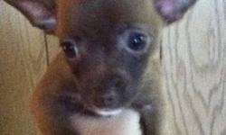 I have a female brown Chihuahua  for sale. Reason for selling is we have Huskey and we are worried that she is going to hurt the puppy. The huskey has become protective of the house and is showing aggression. She was born sept 5 and her mother was a short