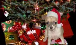 Adorable and affectionate female chihuahua puppy is ready for her new home.
 
This wee girl is outgoing and friendly, and is potty pad trained. She is dewormed and has had her first set of shots.
 
Mom and Dad's pics are attached....both weigh 5.5 lbs.