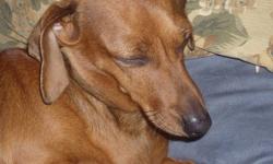 lovely little light brown, female chiweenie, house trained, good with kids, loves the car, not spayed.