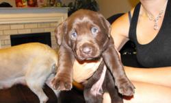 Beautiful Female Chocolate Lab Puppy.
Contact for more info.