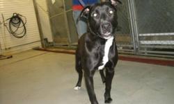 Breed: Labrador Retriever American Staffordshire Terrier
 
Age: Young
 
Sex: F
 
Size: L
My name is Jenny, I was tied to EHS Perimeter Fence one cold day just before Christmas. I am about 9 months old black and white in the sun I look almost brown...I am