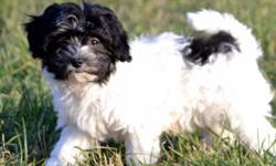 We have some very cute Havanese puppies available to good homes. Boys and girls in a couple different colors. They are a part of our family, living in the house. We have kids that pick them up and play with them constantly throughout the day. They are