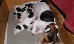 Female Jack Russell Puppies available to good homes.
They will be vet checked, dewormed  several times with medication that I buy from the vet and immunized.  Their tails are docked.
They were born on October  12, 2011 and will be ready for their new