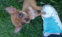 I have 1 female puppy for sale. she is tan with almost raccoon like eyes. The tan one is the runt. Mom is a jack russell/ chihuahua, dad is a miniature pinscher. they have been hand fed since 1 week of age. So they are very people friendly. They have been