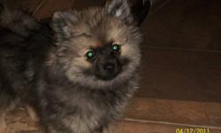 BEAUTIFUL BLACK AND TAN 4 MONTH OLD FEMALE POMERANIAN PUPPY FOR SALE, VERY WELL PAPER TRAINED.ALL NEEDLES AND WORMING UP TO DATE. VERY LOVEABLE  PUPPY.DOING WELL WITH LEARNING TO SIT ON COMMAND.SLEEPS THROUGH THE NIGHT IN HER KENNEL.EATS DRY PUPPY FOOD