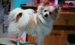 Female Pomeranian almost 2 yrs. of age. VERY pretty dog, and loves to cuddle and be played with. I have another male dog, so it's really hard for me to care for both dogs, and that's why I've decided to sell her to a loving family. Someone who has time,