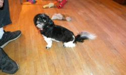 Shih Tzu Birth date is August 22, 2009. Black & White- Spayed, Crate trained, spoiled, house broken to puppy papers. As a shut in I cannot take her out. She love walks, and come with everything like, grooming tools, dishes, Crate, food, toys, etc. I am