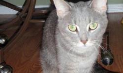 We have a beautiful grey tabby cat, that is free to a good home.  She is 3 yrs old, spayed, friendly, good with children, and healthy.  Can no longer keep her due to sons allergies.  We don't want anything for her, just a good home that will love her, and