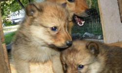 We have a beautiful male Finnish Spitz puppy available to the right home.  This is a litter of all top quality pups, his two sisters will be in the show ring and we would love to see this little guy go to a loving home -- maybe even one who might be