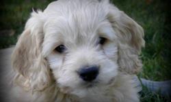 8 Beautiful First Generation Cockapoo Puppies ready for rehoming.
2 Blond Males and 2 Dark Apricot Females remaining.  I tend to take close up pictures.... puppies are smaller than they appear...
Maturing weight between 20 ? 25 lbs full grown with wavy,