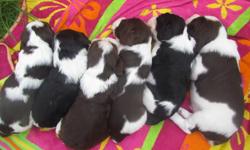 If you are looking for the best family dog possible, consider English Springer Spaniels.  Fudgie, our Springer has had six beautiful puppies.  They will be ready for their new home on October 30th. 
 
Fudgie has been our family dog for six years now.  She