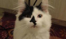 Cookie is a very playful and loveable kitty who needs lots of attention of which we can not provide. He will not be given to just anyone, he is loved very much and is somewhat of high maintenance cat.. he was very sick a few months back and is on a