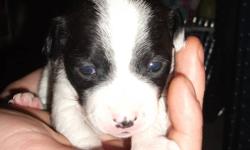 We have a litter of Jack Russell/Chihuahua puppies born on December 4, 2011. The Father is a Full Jack Russell and the Mother is 1/4 Chihuahua & 3/4 Jack Russell. The Mother had 4 puppies, 3 males, 1 female. 2 are black, 2 are white with a little bit of