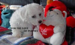 Adorable CKC Registered Bichon puppies, males and females loved and cared for like babies in our own home ... from the author of "For the Love of Puppies".  Ambassador for the Canadian Kennel Club as a long-term breeder of top quality pups. 
If you call
