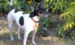 WE ARE CURRENTLY IN DESPERATE NEED OF foster homes.  Rat Terrier Rescue Canada receives a large number of pleas to help rat terriers in need, but we can only help when foster homes are available.  Despite our efforts and successes, rat terriers are still