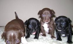 Four cute purebread Chihuahua puppies for sale. Rare to find black and choco coulores, 2 males one black, and one choco coulered. and 2 females, one black and one choco in coulore. Please contact to be first to chose one!!
$250 each!!