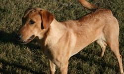 We are breeders of Labs and from time to time we offer young adult dogs for sale who we decide not to keep for our breeding/training program. She is a 19 month old light fox red female who is CKC registered, microchipped, dewclaws removed, current on