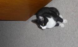 I am pregnant and a little worried about my 8 month old kitten (Willow).
I would like him to go to a loving home.
He plays well with my other young children.
He is very mellow and has a beautiful coat.
He is neutered and dewormed but does not have his