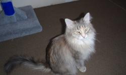 We are looking for a good home for our 5 year old female cat. 
We can no longer keep her because of issues with our daughter. 
Our cat's name is Leeah, her breed is a Maine Coon-cross, her color is diluted tortie, and she is long haired and polydactyl