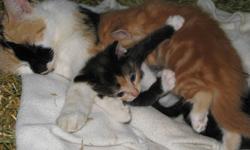 Free barn kittens ready to go by Halloween. Kittens are very friendly and just starting to eat cat food.