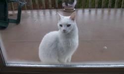 We are sheltering a beautiful white female cat, which was roaming around in our neighborhood. She is looking for a good home. She is a bundle of energy so we feel that her new home should have a garden or backyard, so that she can flex those muscles. And