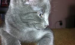 Very cute, cuddly and playful kittens.  Brother and sister so they have to go together.  The male is solid Russian Blue (grey) the female is grey and white with a little pink nose.  Very clean animals.   New covered and filtered litter box, food and water