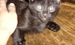 We have a russian blue mommy cat with 4 kittens to give away. Kittens are torty, grey tabby, black w/grey undercoat, and black w/chocolate undercoat. All cats are litter trained, kittens are very playful. The torty is the only female of the litter. Mom